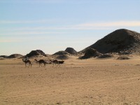 Vue sur la ncropole de Nuri